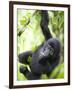 Baby Mountain Gorilla Hangs from Vine in Rainforest, Bwindi Impenetrable National Park, Uganda-Paul Souders-Framed Premium Photographic Print