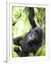 Baby Mountain Gorilla Hangs from Vine in Rainforest, Bwindi Impenetrable National Park, Uganda-Paul Souders-Framed Premium Photographic Print