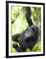 Baby Mountain Gorilla Hangs from Vine in Rainforest, Bwindi Impenetrable National Park, Uganda-Paul Souders-Framed Premium Photographic Print