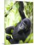 Baby Mountain Gorilla Hangs from Vine in Rainforest, Bwindi Impenetrable National Park, Uganda-Paul Souders-Mounted Premium Photographic Print