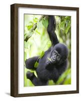 Baby Mountain Gorilla Hangs from Vine in Rainforest, Bwindi Impenetrable National Park, Uganda-Paul Souders-Framed Photographic Print