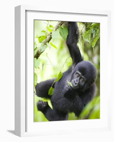 Baby Mountain Gorilla Hangs from Vine in Rainforest, Bwindi Impenetrable National Park, Uganda-Paul Souders-Framed Photographic Print