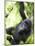 Baby Mountain Gorilla Hangs from Vine in Rainforest, Bwindi Impenetrable National Park, Uganda-Paul Souders-Mounted Photographic Print