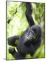 Baby Mountain Gorilla Hangs from Vine in Rainforest, Bwindi Impenetrable National Park, Uganda-Paul Souders-Mounted Photographic Print