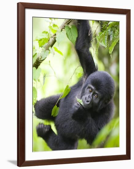 Baby Mountain Gorilla Hangs from Vine in Rainforest, Bwindi Impenetrable National Park, Uganda-Paul Souders-Framed Photographic Print