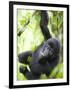 Baby Mountain Gorilla Hangs from Vine in Rainforest, Bwindi Impenetrable National Park, Uganda-Paul Souders-Framed Photographic Print