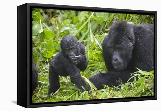 Baby Mountain Gorilla with Adult Male-null-Framed Stretched Canvas