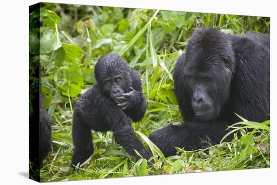 Baby Mountain Gorilla with Adult Male-null-Stretched Canvas