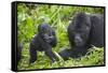 Baby Mountain Gorilla with Adult Male-null-Framed Stretched Canvas