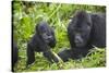 Baby Mountain Gorilla with Adult Male-null-Stretched Canvas