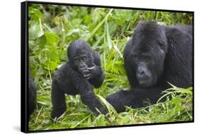 Baby Mountain Gorilla with Adult Male-null-Framed Stretched Canvas