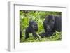 Baby Mountain Gorilla with Adult Male-null-Framed Premium Photographic Print