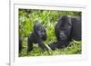 Baby Mountain Gorilla with Adult Male-null-Framed Photographic Print