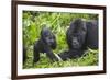 Baby Mountain Gorilla with Adult Male-null-Framed Photographic Print