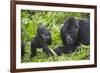 Baby Mountain Gorilla with Adult Male-null-Framed Photographic Print