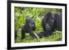 Baby Mountain Gorilla with Adult Male-null-Framed Photographic Print