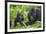 Baby Mountain Gorilla with Adult Male-null-Framed Photographic Print