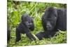 Baby Mountain Gorilla with Adult Male-null-Mounted Photographic Print