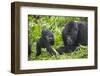 Baby Mountain Gorilla with Adult Male-null-Framed Photographic Print