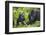 Baby Mountain Gorilla with Adult Male-null-Framed Photographic Print