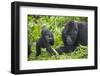 Baby Mountain Gorilla with Adult Male-null-Framed Photographic Print