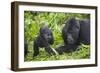 Baby Mountain Gorilla with Adult Male-null-Framed Photographic Print