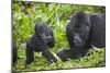 Baby Mountain Gorilla with Adult Male-null-Mounted Photographic Print