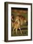 Baby Mule Deer-DLILLC-Framed Photographic Print