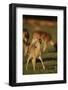 Baby Mule Deer-DLILLC-Framed Photographic Print