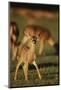 Baby Mule Deer-DLILLC-Mounted Photographic Print