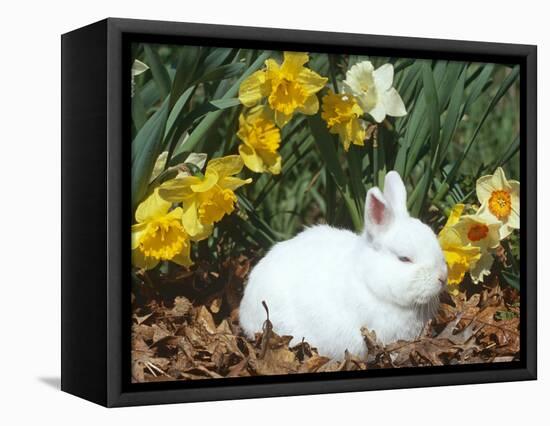 Baby Netherland Dwarf Rabbit, Amongst Daffodils, USA-Lynn M. Stone-Framed Stretched Canvas