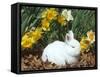 Baby Netherland Dwarf Rabbit, Amongst Daffodils, USA-Lynn M. Stone-Framed Stretched Canvas