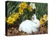 Baby Netherland Dwarf Rabbit, Amongst Daffodils, USA-Lynn M. Stone-Stretched Canvas