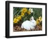 Baby Netherland Dwarf Rabbit, Amongst Daffodils, USA-Lynn M. Stone-Framed Premium Photographic Print