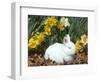 Baby Netherland Dwarf Rabbit, Amongst Daffodils, USA-Lynn M. Stone-Framed Premium Photographic Print