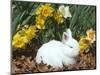 Baby Netherland Dwarf Rabbit, Amongst Daffodils, USA-Lynn M. Stone-Mounted Premium Photographic Print