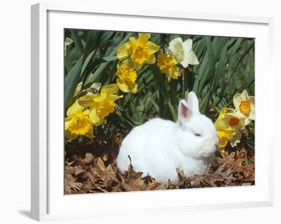 Baby Netherland Dwarf Rabbit, Amongst Daffodils, USA-Lynn M. Stone-Framed Photographic Print