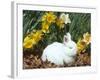 Baby Netherland Dwarf Rabbit, Amongst Daffodils, USA-Lynn M. Stone-Framed Photographic Print