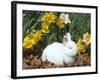 Baby Netherland Dwarf Rabbit, Amongst Daffodils, USA-Lynn M. Stone-Framed Photographic Print