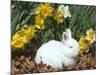 Baby Netherland Dwarf Rabbit, Amongst Daffodils, USA-Lynn M. Stone-Mounted Photographic Print