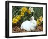 Baby Netherland Dwarf Rabbit, Amongst Daffodils, USA-Lynn M. Stone-Framed Photographic Print