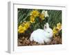 Baby Netherland Dwarf Rabbit, Amongst Daffodils, USA-Lynn M. Stone-Framed Photographic Print