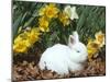 Baby Netherland Dwarf Rabbit, Amongst Daffodils, USA-Lynn M. Stone-Mounted Photographic Print