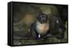 Baby New Zealand Fur Seal at Ohai Stream, Kaikoura Coast, New Zealand-David Wall-Framed Stretched Canvas