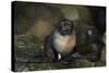 Baby New Zealand Fur Seal at Ohai Stream, Kaikoura Coast, New Zealand-David Wall-Stretched Canvas