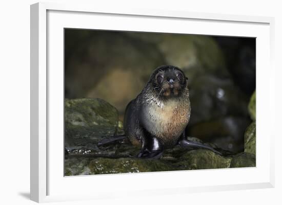 Baby New Zealand Fur Seal at Ohai Stream, Kaikoura Coast, New Zealand-David Wall-Framed Photographic Print