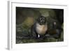 Baby New Zealand Fur Seal at Ohai Stream, Kaikoura Coast, New Zealand-David Wall-Framed Photographic Print