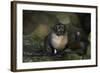 Baby New Zealand Fur Seal at Ohai Stream, Kaikoura Coast, New Zealand-David Wall-Framed Photographic Print