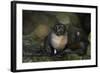 Baby New Zealand Fur Seal at Ohai Stream, Kaikoura Coast, New Zealand-David Wall-Framed Photographic Print