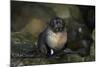 Baby New Zealand Fur Seal at Ohai Stream, Kaikoura Coast, New Zealand-David Wall-Mounted Photographic Print